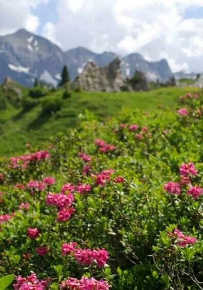 Alpine Flowers in beautiful Lech view to the Omesberg